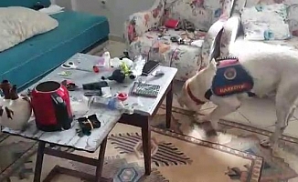 Makyaj çantasına gizlenen uyuşturucuyu narkotik köpeği buldu!