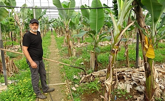 Muz serasının atıkları gübre olup yeniden seraya dönüyor