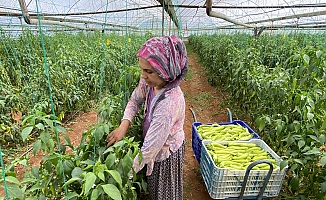 Aksu'da 17 günlük tam kapanma öncesi seralarda ürün toplama telaşı başladı