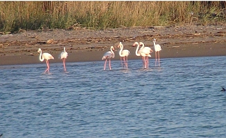 Flamingoların fırtına molası