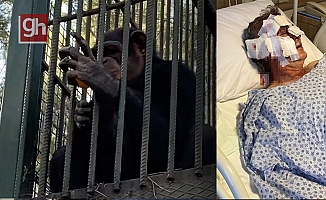 Kafesten kaçan maymun otel çalışanına saldırdı