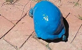 Maviye boyanan kara kaplumbağasıyla ilgili soruşturma