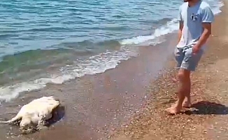 Antalya'da caretta caretta ölüsü sahile vurdu