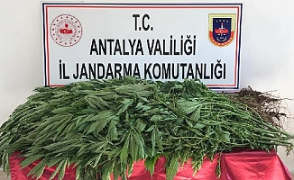 Kumluca'da seraya uyuşturucu baskını