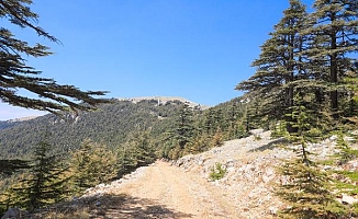 Yamansaz Bataklığı ve Elmalı Sedirleri 'Kesin Korunacak Hassas Alan' ilan edildi