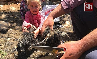 Yörüklerin keçi kırkma mesaisi başladı