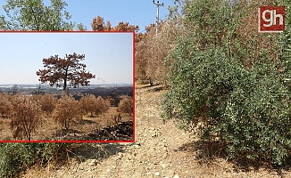 18 bin dönüm zeytin ağacı yandı