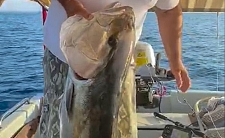 Amatör balıkçı, 30 kiloluk kuzu balığı yakaladı