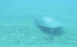 Dünyaca ünlü sahilde Nil Kaplumbağası böyle görüntülendi