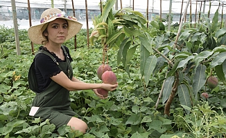 Genç üretici Aksu’da ilk mango hasadını yaptı