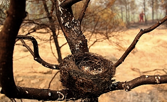 Manavgat'taki yangın yedinci gününde!