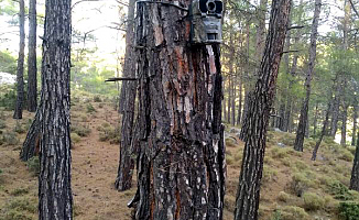 Ormanlar fotokapanla korunacak