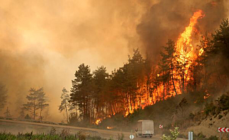 Yangının acı bilançosu: 60 bin hektar kül oldu