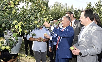 Vali Yazıcı, Karyağdı Armudunun hasadını gerçekleştirdi