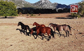 'Yılkı atları' yaşam alanlarına geri döndü