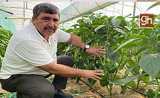 Kaliforniya biberi  Aksu’da domatesin tahtını salladı