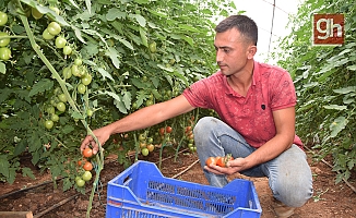 Üreticiden 13 TL’ye çıkan kokteyl domates marketlerde 23 TL’ye satılıyor