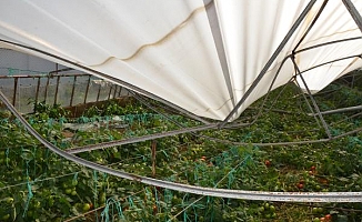 Serik'te yağmur ve fırtına sonrası tarım alanlarında zarar tespiti