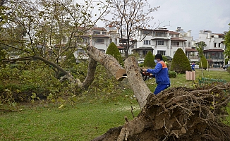 Muratpaşa’da devrilen 170 ağaca müdahale