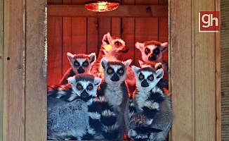 Antalya Hayvanat Bahçesi'ndeki tropik hayvanlara sıcacık ev konforu