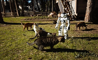 Hayvansever robot NAO, sokak hayvanlarını elleriyle besliyor