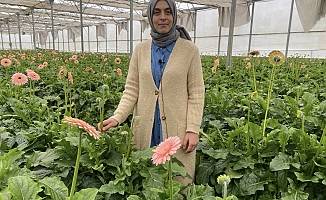 Topraksız serada ürettiği gerbera çiçeğini yurt dışına iki katı fiyata satıyor