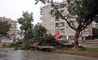 Antalya kent merkezine dolu yağdı rüzgara dayanamayan ağaç yola devrildi