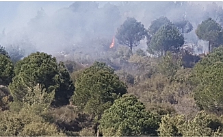 Alanya'da ormanlık alanda yangın