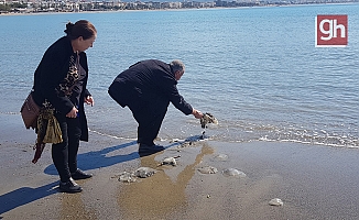 Deniz analarını kurtarma mücadelesi