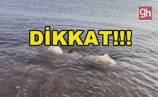Profesör uyardı: “Yakınına yaklaşmayın ve dokunmayın”