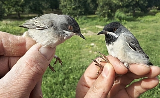 Hollandalı kuş bilimciler Antalya'da gönüllü kuş halkalıyor