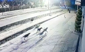 Köpekler vatandaşlara kabusu yaşattı