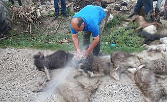  Antalya’da selde 48 küçükbaş hayvan telef oldu