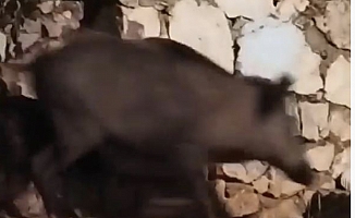 Evin bahçesine domuz girdi!
