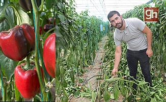 Kaliforniya biberi sezonu sona erdi