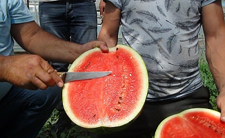 Karpuzda geç hasat dönemi başladı