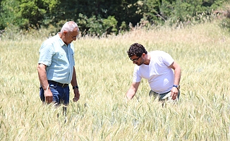 Ata tohumları hasada hazır