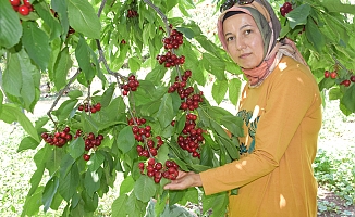  Napolyon türü kirazlar üreticinin yüzünü güldürüyor