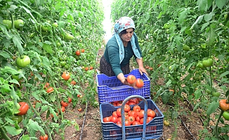 800 rakımda tonlarca domates ve biber 