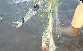 Balıkçı ağına takılan caretta yavruları kurtarıldı