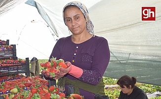 45 gün beklenip 6 ay hasat yapılıyor