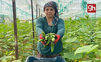 Aksu'da üretici kadınlar, Kadınlar Günü’nü serada ürün toplayarak geçirdi