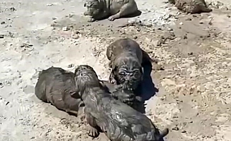 Antalya’da yavru köpeklere beton atık suyu katliamı