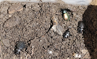 Ormanların kabusu çam kese böceğine karşı ‘Predatör’ hamlesi
