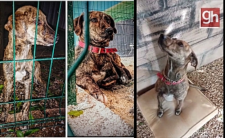  Bitkin bulduğu sokak köpeği arama kurtarmada görev alacak