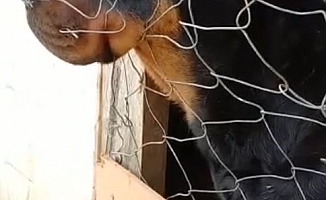  İş yerini bekleyen rottweiler cinsi köpekler hırsızlar tarafından çalındı