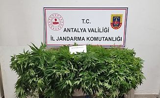 Antalya'da 248 kök kenevir bitkisinin ve 33 gram kubar esrar maddesi ele geçirildi