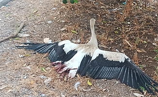 Her yıl cami kubbesine yuva yapan leylek bacakları kırılmış vaziyette bulundu