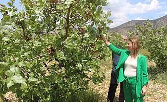 Büyükşehir’in Antep fıstığı fidanları yüz güldürdü