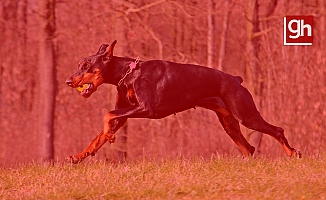 Doberman parkta aileye dehşeti yaşattı